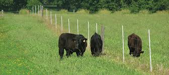 Growing perennial peanut in nc. Perennial Peanut Provides Opportunities And Challenges Hay And Forage Magazine