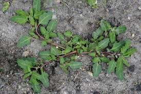 Image result for Oxybasis glauca