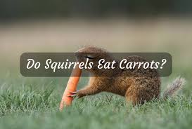Get ready for best meteor shower of the year 00:39. Do Squirrels Eat Carrots We Have The Answers Just Another Food Blog Goodfoodfun Com Mogul