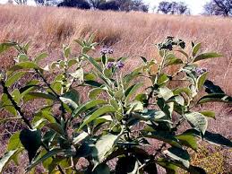 Image result for Solanum mauritianum