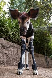 Don T Forget How Cute Okapi Babies Are Aww Cute Animals Unusual Animals Zoo Animals