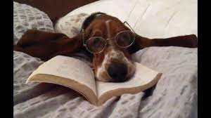 Basset Hound Gets Ready For Bed Youtube