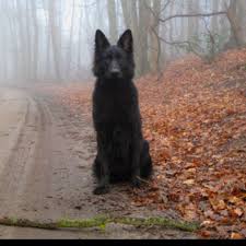 Pin By Colleen Davis On Pets Cute Animals Harry Potter Black German Shepherd
