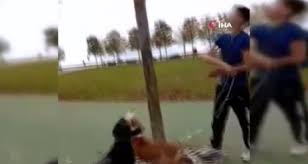 Kediyi Kopeklere Parcalatti O Goruntulere Tepki Yagdi