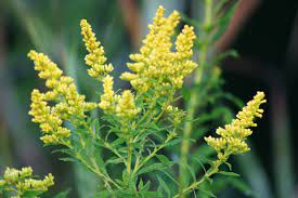 Canada Goldenrod Goldenrod Flower Medicinal Plants Plants