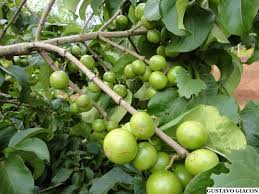 Image result for Vangueria sp.