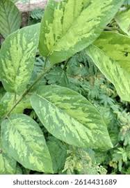 Image result for Pleurolobus