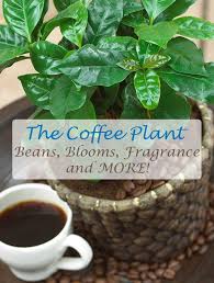 Arabica Coffee Plant Coffee Plant Plants Fast Growing Trees