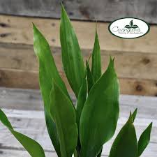 Image result for Aspidistra