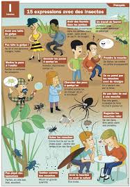 15 Expressions Avec Des Insectes French Expressions Expressions Francaises Expressions