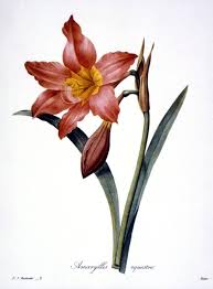 Image result for Hippeastrum puniceum