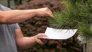 In fact, they're so small (up to 1/20) that they're often difficult to see without a magnifying. Spider Mite Identification Youtube