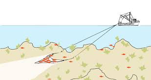 Image result for trawling