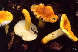 Image result for Russula flavida