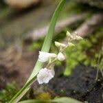 Image result for Polystachya hastata