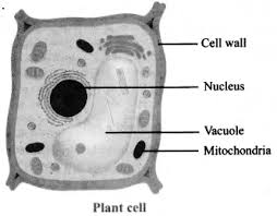 Maybe you would like to learn more about one of these? Identify Any Four Parts Of The Plant Cell Sarthaks Econnect Largest Online Education Community