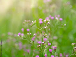 Image result for Vernonia cinerea