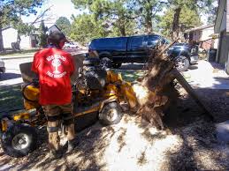 Maple trees have abundant foliage that can brighten up your lawn in the autumn time, and. Bob Rundo Tree Surgeon Tree Service In Colorado Springs Colorado