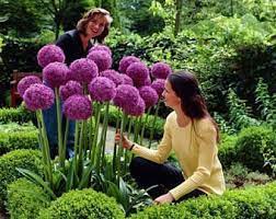 20x Purple Giant Allium Giganteum Flower Seeds Garden Plant Planting Flowers Plants Flower Seeds