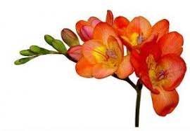 Red Freesia Freesia Flowers Fresia Flower Orange Flowers