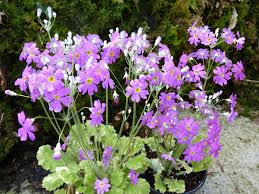 Image result for Primula malacoides
