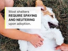 Maybe you would like to learn more about one of these? How Much Does It Cost To Spay Or Neuter A Dog Gallant