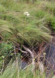 Image result for Cephalaria pungens