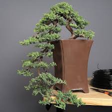 We did not find results for: 9 Jenis Bonsai Cantik Dan Unik Untuk Taman Rumah Bikin Makin Betah Orami