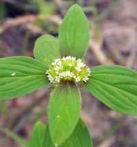 Image result for Spermacoce ocymoides