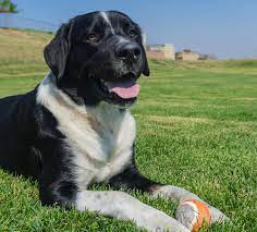 Dogs are a hybrid cross between bernese mtn. Labernese Information Center The Bernese Mountain Dog Lab Mix Breed