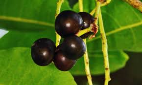 Image result for Celtis mildbraedii