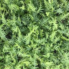 Image result for Asplenium goetzei