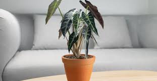 Tam olarak istediğiniz gibi değil mi? Fil Kulagi Cicegi Bakimi Alocasia Polly Nasil Cogaltilir Evim