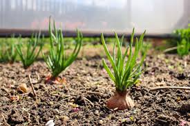 Geht S Deinen Zwiebeln Auch Gut Wenn Nix Wachsen Will Zwiebeln Wachsen Immer Garten Fruhling Grun Schrebergart Gemuseanbau Gemuse Anbauen Garten