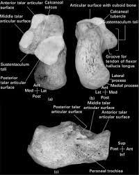 Calcaneus An Overview Sciencedirect Topics