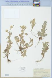 Image result for Gnaphalium polycaulon