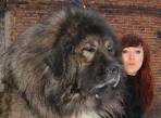 Caucasian Shepherd Dog - Wikipedia
