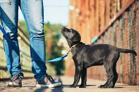Why It S So Hard To Become A Dog Walker