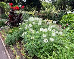 Image result for Cleome houtteana