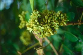 Image result for Vangueria esculenta