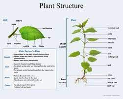 Plant Structure And Function Plant Structure Biology Plants Plants