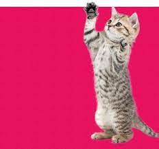 Check spelling or type a new query. Springfield Veterinarian Pet Medical Center Of Springfield