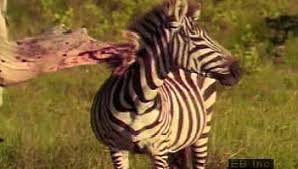 The zebra zone as is it is reffered to in most african tribes. Zebra Size Diet Facts Britannica