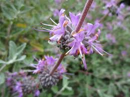Image result for Salvia stenophylla