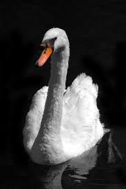 Swans Are So Regal And Elegant But Don T Let One Of Them Chase You Beautiful Birds Out Of The Dark Animal Photo