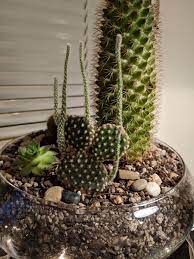 To take a look at each cactus species, just click on the link or the images in the the christmas cactus is named so because it blooms near the christmas season when the days are it depends on how much you're willing to spend and how large you want the plant to be when you get it. What Are These Little Arms My Bunny Ear Cactus Is Growing Cactus