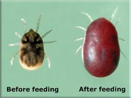 A distinctive feature is the presence of transparent wings and three bug that looks like a tick but has pinchers. The Difference Between Bed Bugs And Ticks Ipm In The South