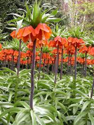 Gorgeous Fritillarias Are Great Way To Make Deer Steer Clear Fall Plants Covered Garden Lily Bulbs