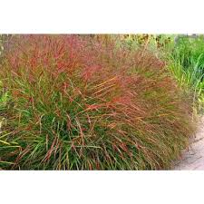 Image result for Panicum chionachne