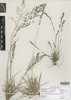 Image result for Eragrostis schweinfurthii